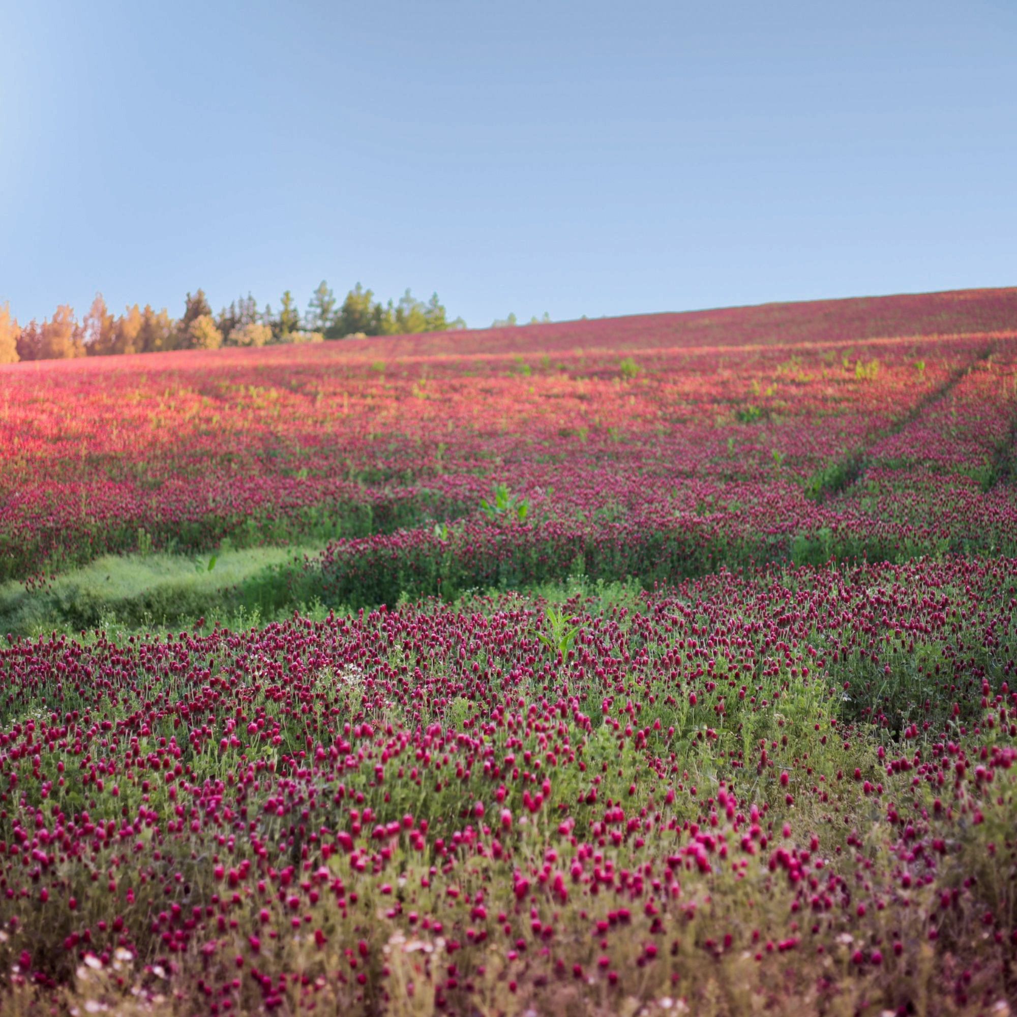 Crimson Clover Seeds - 4 Oz - Cover Crop, Non-GMO, Garden - Buy Non-GMO Trifolium incarnatum Farm & Gardening Seeds Online